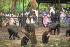 Limbe Wildlife Center
