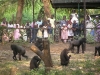 GORILLA AND PEOPLE1.JPG