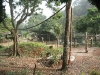 GorillaEnclosure.jpg
